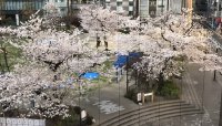 お花見、出かけましたか？